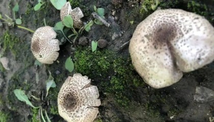 近期大量出现，可致人中毒！北京市卫健委紧急提醒