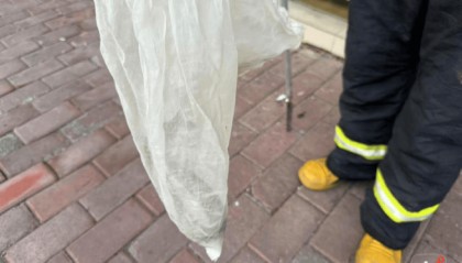 广州一小区蛇患频发：已抓超60条但未探测到蛇窝位置，多方介入