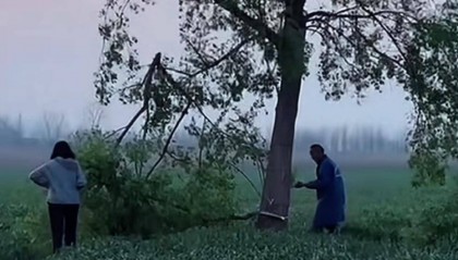 因游客踩踏庄稼，安徽网红打卡点“孤独的树”被农户砍掉？池州当地：在处理