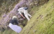 两游客在景区盗挖索玛花 警方：给予行政处罚，两人认识到错误并作郑重道歉