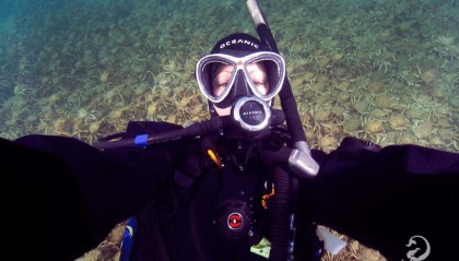 澳洲浅水区惊现数以万计蜘蛛蟹，当地人震惊，纷纷网搜：能吃吗？