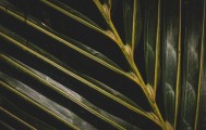 百年废纸堆里的惊人发现！欧洲植物多样性26%消失，人类该反思什么？
