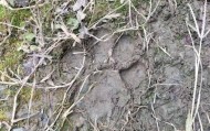 湖北鹤峰县疑再现老虎踪迹，村民家猪遭袭，玉米地发现脚印，此前男子自称干农活时被抓伤，当地回应