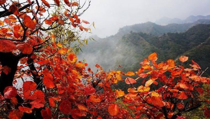 鹧鸪天.寒露畅思（外三首）