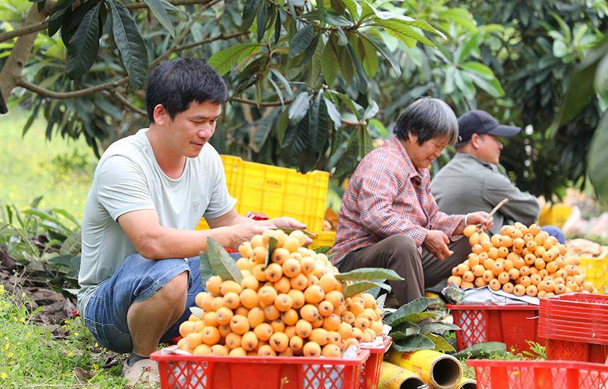 广西融安：枇杷丰收 日子香甜