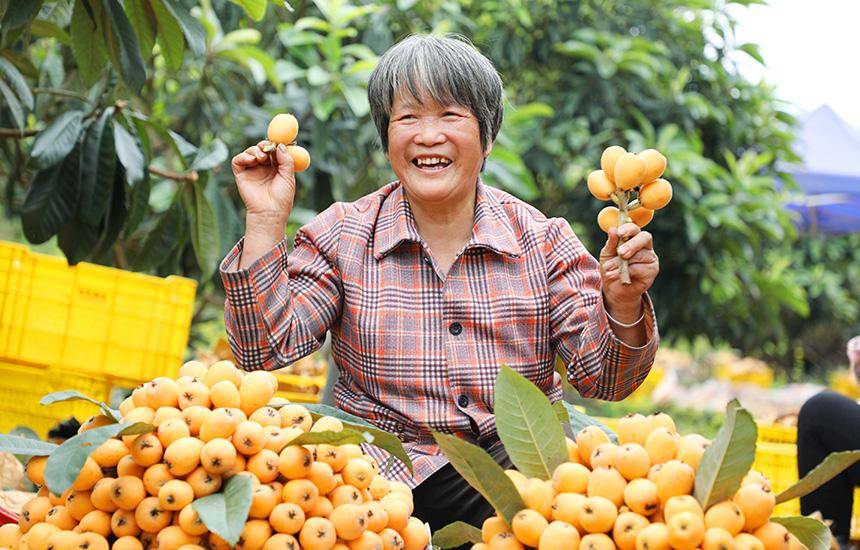 广西融安：枇杷丰收 日子香甜