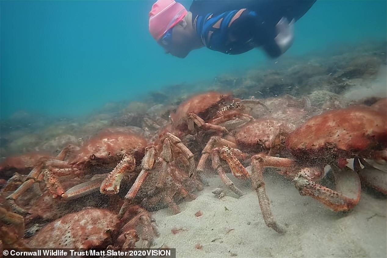 澳洲浅水区惊现数以万计蜘蛛蟹，当地人震惊，纷纷网搜：能吃吗？