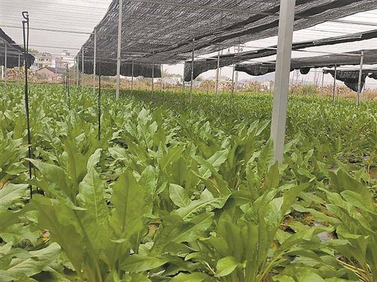 Edible dock seeds carried by Shenzhou-16 will undergo cultivation experiments in Shaoguan