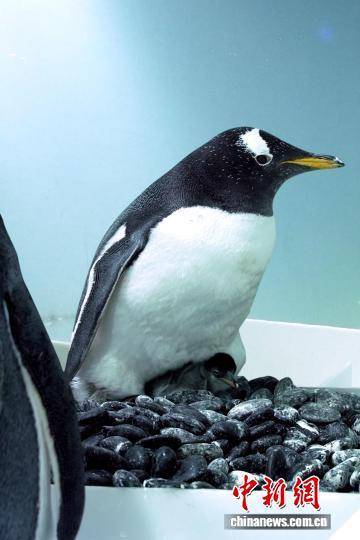 广州正佳极地海洋世界诞生今年第一只南极小企鹅