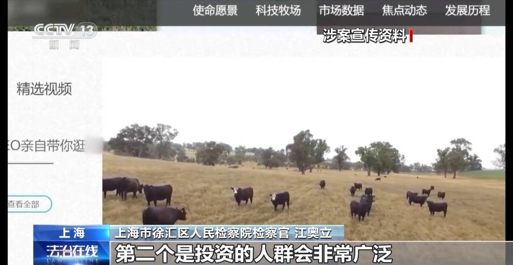 法治在线丨12万人被骗5.6亿 起底“云养牛”骗局