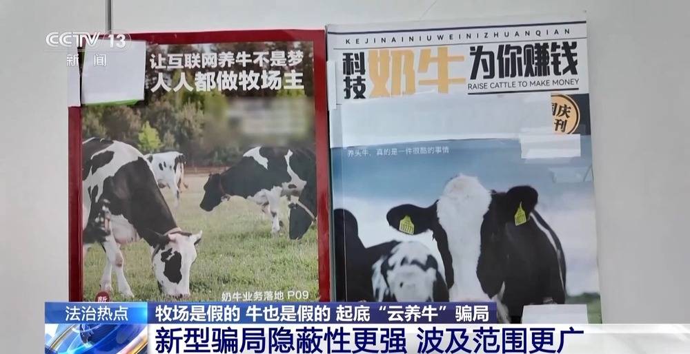 法治在线丨12万人被骗5.6亿 起底“云养牛”骗局